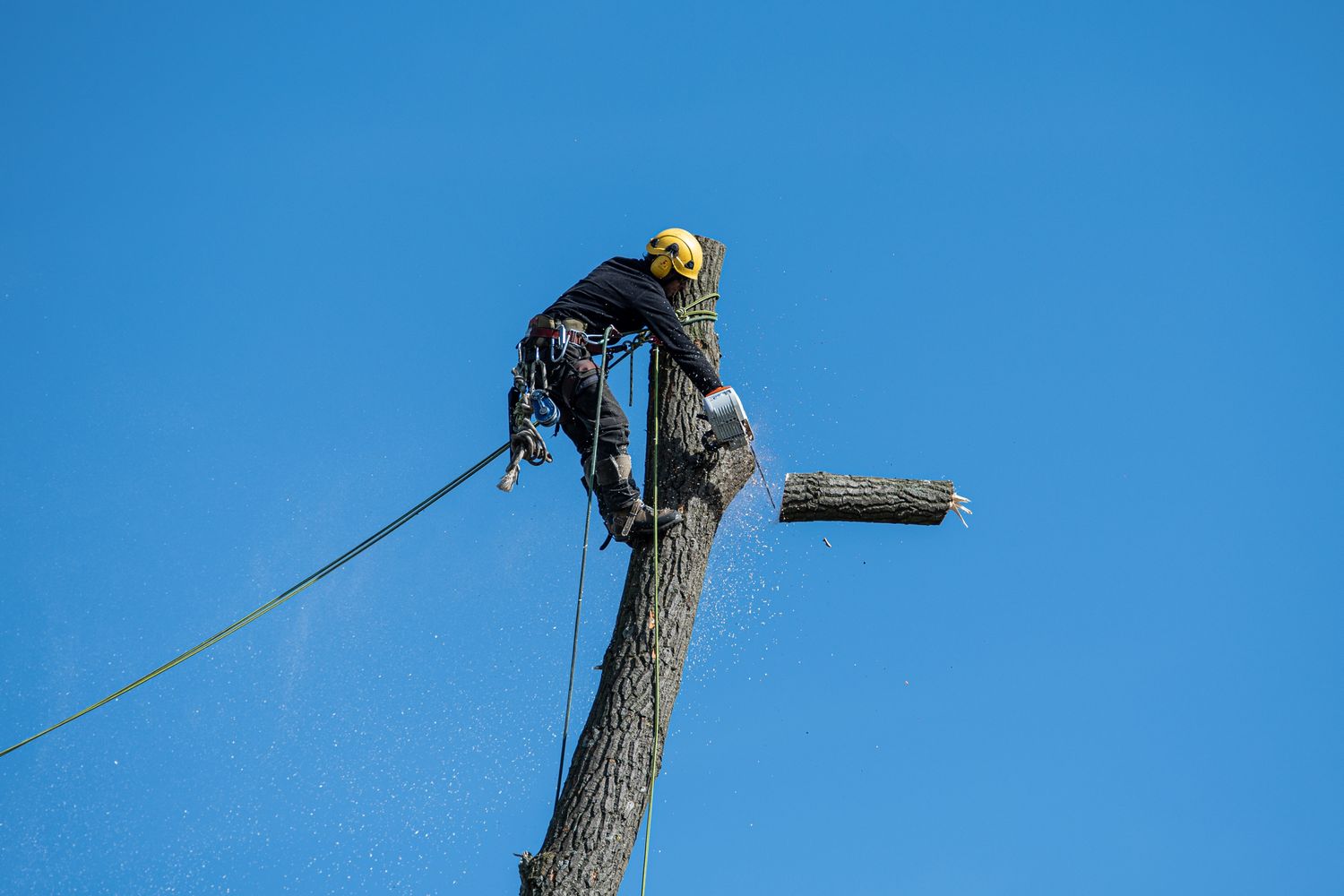 Klätterarborist fäller en gren högt uppe i ett träd med motorsåg och klätterutrustning