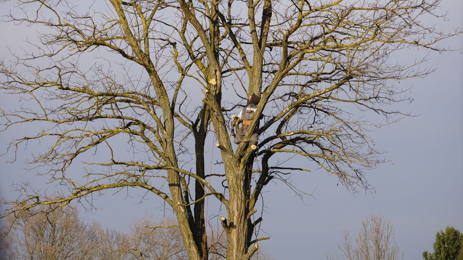 Arborist arbetar högt uppe i ett kalt lövträd med säkerhetsutrustning under vintern