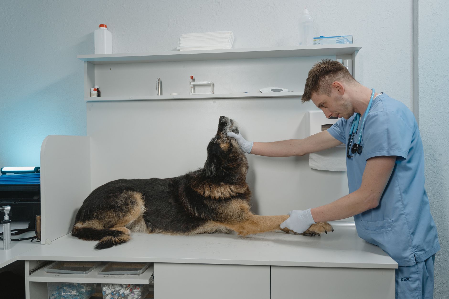 Veterinär undersöker hund på modern djurklinik i Stockholm