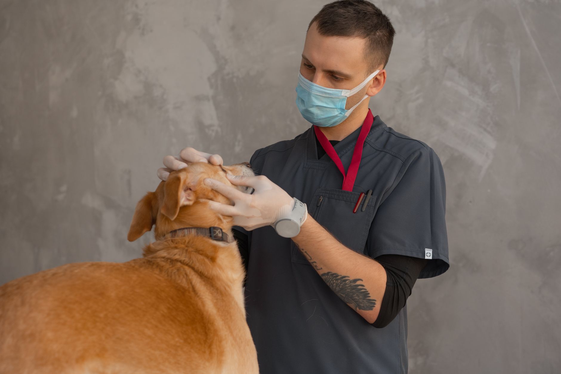 Veterinär i konsultation med djurägare och hund på klinik i Stockholm